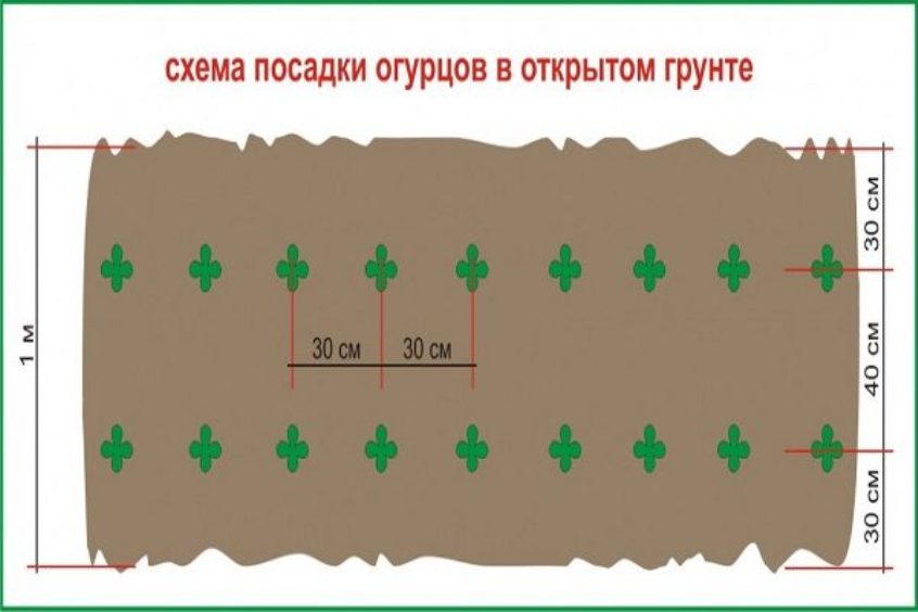 Схема высадки огурцов в открытом грунте