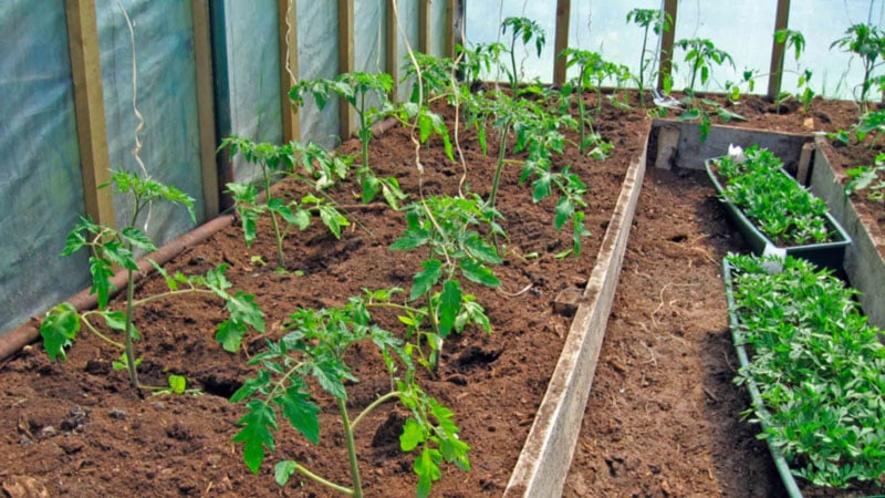 Высадка рассады томатов на постоянное место