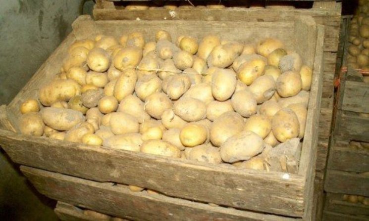 Хранение картофеля Адретта