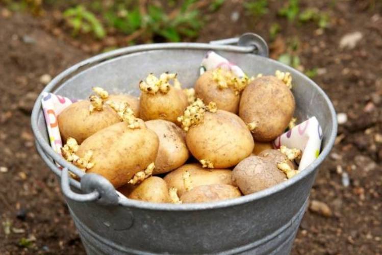 Подготовка клубней картофеля