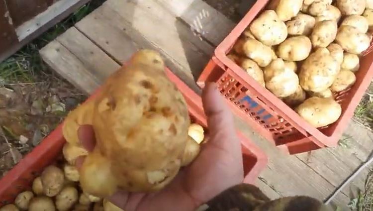 Достоинства и недостатки картофеля Метеор