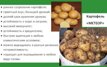Характеристика картофеля сорта Метеор