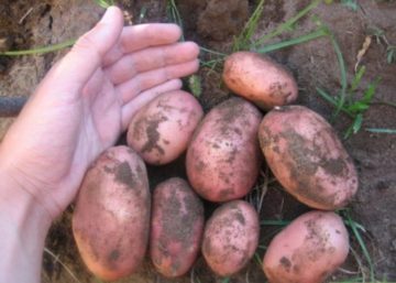 Клубни картофель Розара (1)