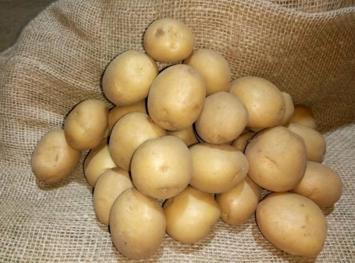 Клубни картофеля Коломбо