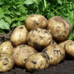 Клубни картофеля Ривьера урожай