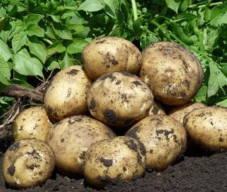 Клубни картофеля Ривьера урожай