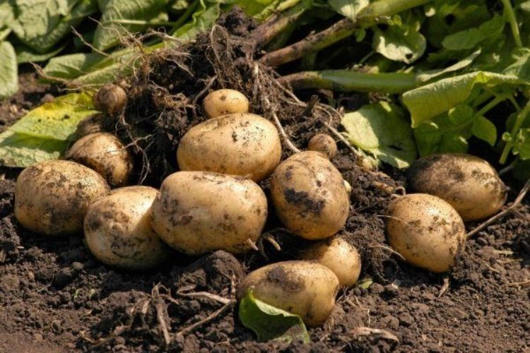 описание клубней картофеля Лорх