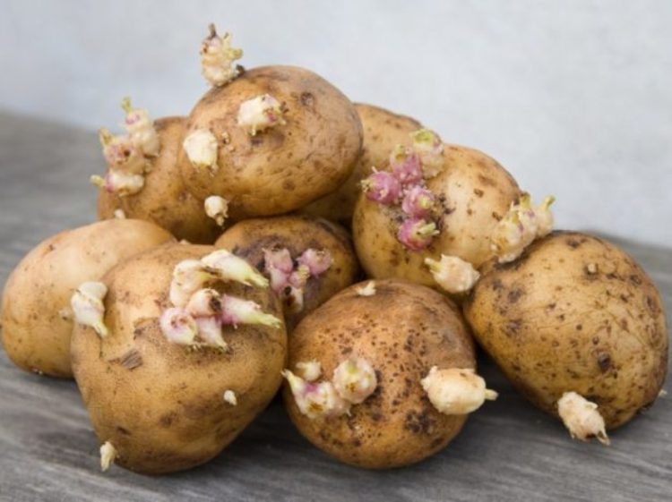 Ростки картофеля