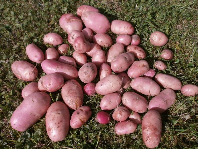 Средний состав клубней в кусте картофеля Розара