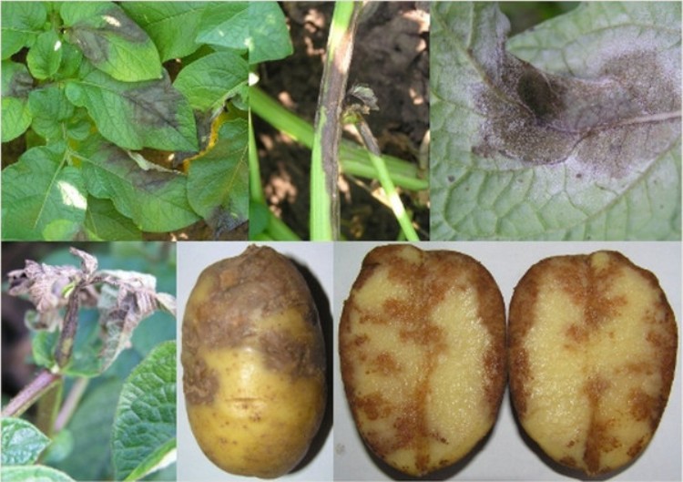 Типичные болезни и вредители картофеля Метеор