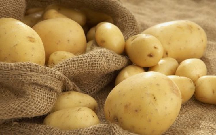 Урожайность и сроки созревания картофель Ривьера