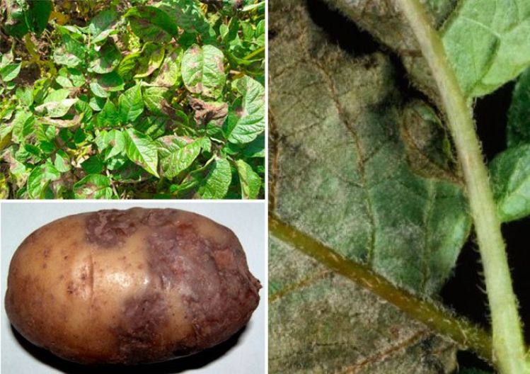 Устойчивость к заболеваниям и вредителям картофель Коломбо