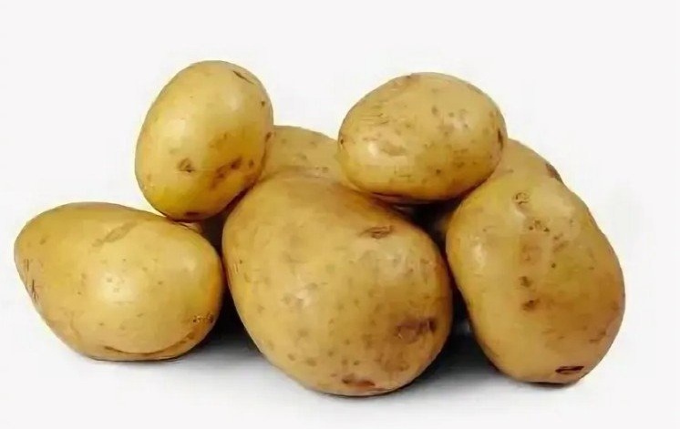 Вкусные и красивые клубни картофеля Метеор