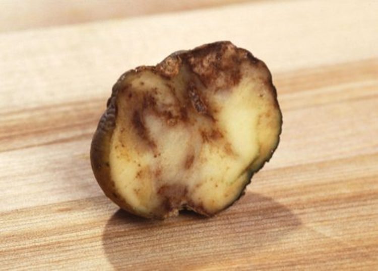 Внешние признаки фитофтороза клубня картофеля