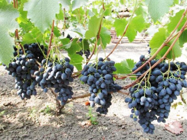 Виноград в июле: правила ухода, обрезка, полив, чем подкормить