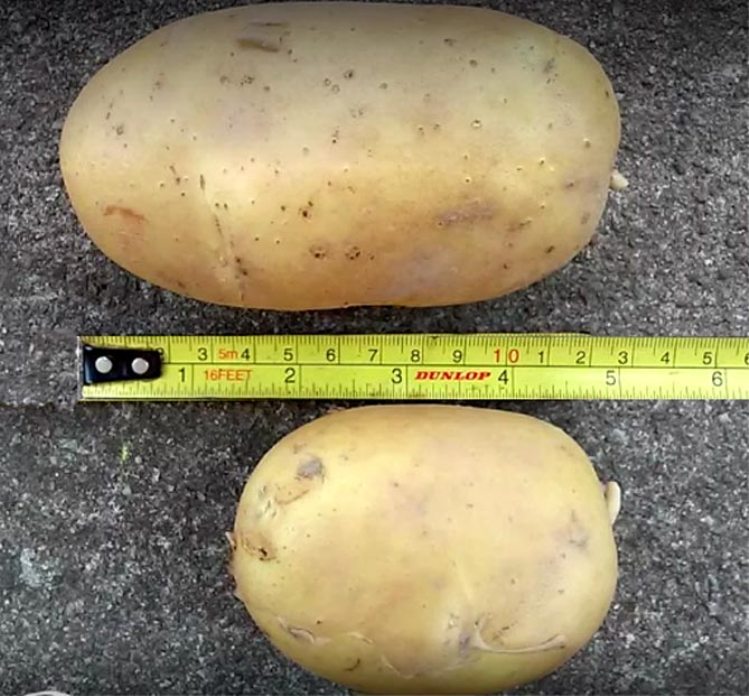 Характеристики картофеля Гала