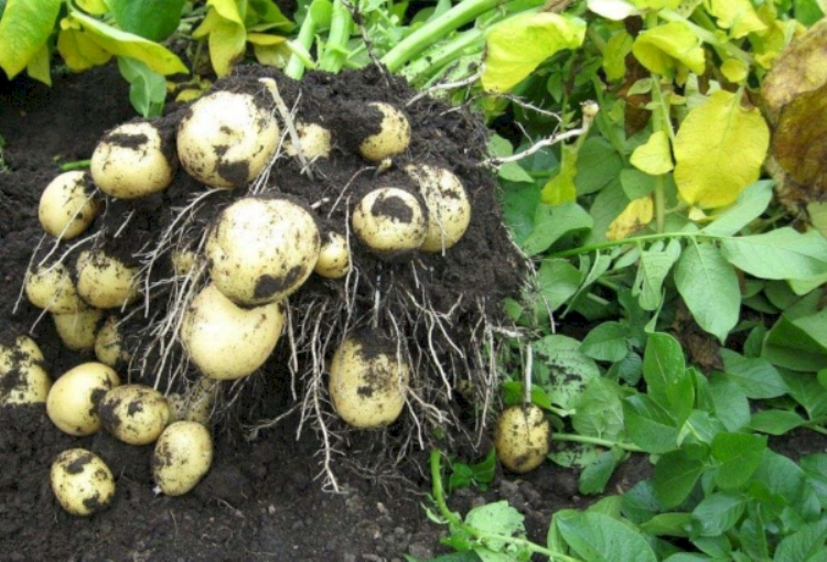 Клубни картофеля Гала урожай
